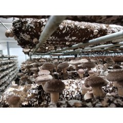 Świeże shiitake twardnik japoński jadalny BIO EKO