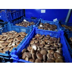 Świeże shiitake twardnik japoński jadalny BIO EKO