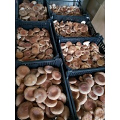 Świeże shiitake twardnik japoński jadalny BIO EKO
