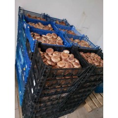 Świeże shiitake twardnik japoński jadalny BIO EKO